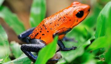 14 Days in Costa Rica, incl. San Jose and Tortuguero