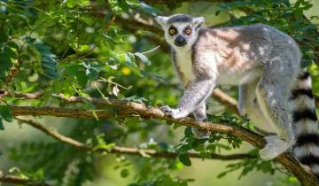 Trek dans la nature à Madagascar