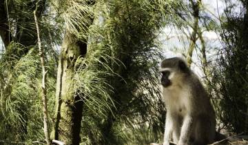 21 Days in South Africa, incl. Johannesburg and Cape Town