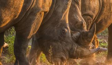 21 Days in South Africa, incl. Johannesburg and Cape Town