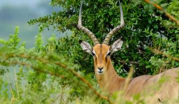 Kruger, Eswatini et la Route des jardins d'Afrique du Sud