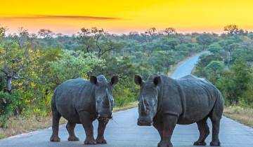 Kruger, Eswatini et la Route des jardins d\'Afrique du Sud circuit