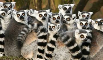 14 Days in Madagascar, incl. Antananarivo and Andasibe