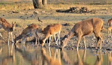 Royal Rajasthan Tour with Tiger (Ranthambore)