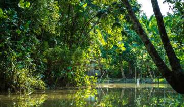 Brazilian Amazon by Boat