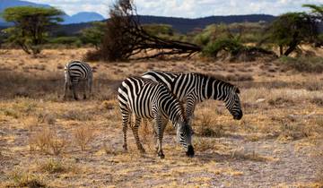 Kenia Safari Rundreise Rundreise