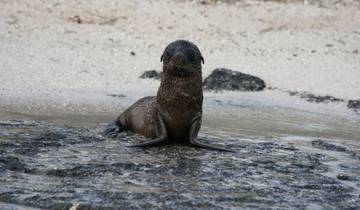 Upgraded Land Galapagos