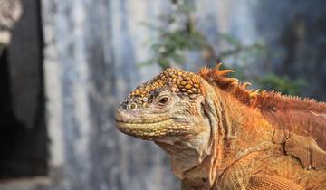 Upgraded Land Galapagos