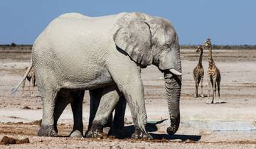 7 Days in Namibia, incl. Sossusvlei and Etosha