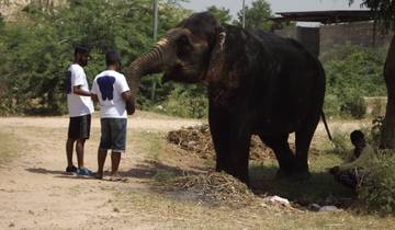 Volunteer Elephants Experiance with Jaipur Tour and Home Stay Indian Family 4 Days Tour