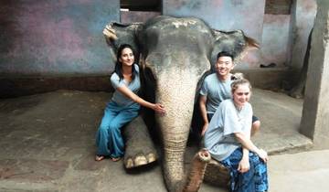 Experiencia de 3 días de voluntariado en Jaipur y estancia en casa para cuidar elefantes
