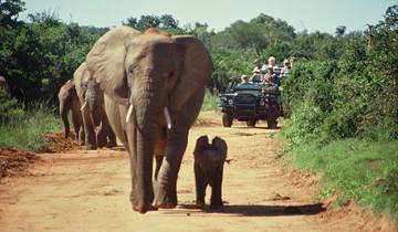 Zuid-Afrika Kaapstad, 5-daagse - Robbeneiland Tour, Mossel Bay, Knysna / Plettenberg Bay, Oudtshoorn & Addo Game Drive