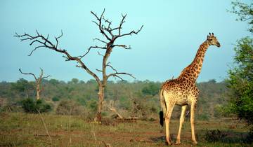 20 Day South Africa Itinerary, incl. Kruger National Park and Cape Town