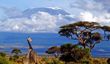 Excursion d\'une journée dans le parc national d\'Arusha circuit
