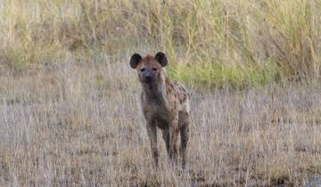 Amboseli Nationalpark, Tsavo West und Tsavo East Safari - 4 Tage Rundreise
