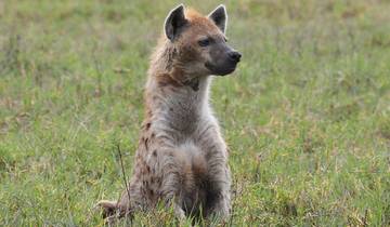 6 Tage Tansania Wildlife Abenteuer Safari
