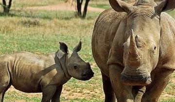 12 Days in Kenya Safari, incl. Masai Mara and Amboseli