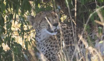 12 Days in Kenya Safari, incl. Masai Mara and Amboseli