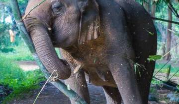 Empowering Elephants (North Thailand, Asia) Tour