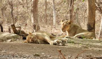 Circuit « Safari » à la découverte du lion d'Asie et du tigre du Bengale en Inde