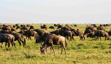 Circuito Safari de 8 días al mara Serengeti
