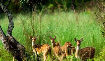 Chitwan Jungle Safari 2 Night 3 Days