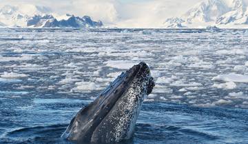 Classic Antarctica - 10 days