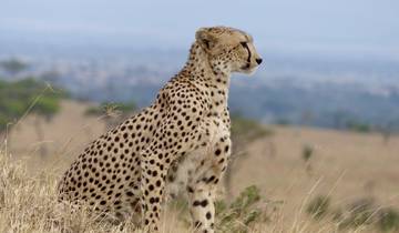 9 Days Best of  Kenya and Tanzania Safari Experience Tour