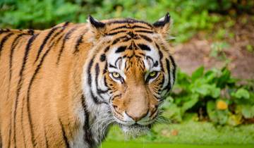 Ranthambore Tiger Safari (inkl. Goldenes Dreieck)