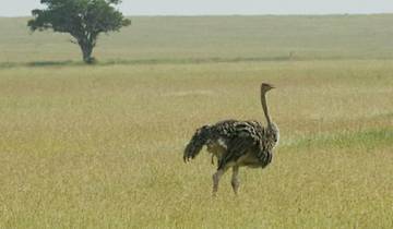 Circuito Increíble safari combinado de 6 días por Kenia y Tanzania
