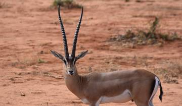Circuito Safari de 1 día por el Parque Nacional de Tsavo Oriental -Kenia