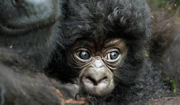 11-daagse wildlife luxe safari in Rwanda-rondreis