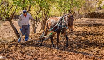Private 5 days from Casablanca to Marrakech Visiting Chefchaouen, Fes & desert Tour