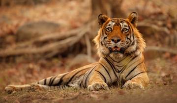 7-Day Private Luxury Golden Triangle Tour With Oberoi Hotels & Ranthambore Tigers Safari Tour