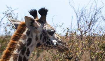 3 Days in Kenya, incl. Nairobi and Amboseli National Park