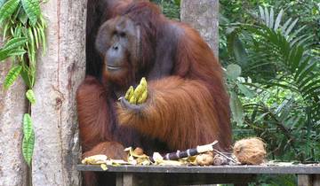 Wild Sarawak