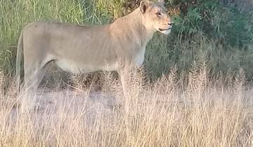 5 Day | Kruger National Park & Panorama Route Tour