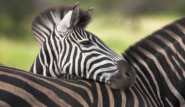 Safari Tarangire, Serengeti & Ngorongoro Krater (4 Tage)