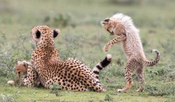 Tansania Luxus Safari: See Manyara, Serengeti, Ngorongoro Krater