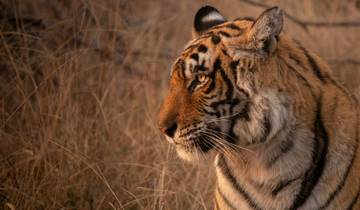 The golden triangle tour with Tigers trail in ranthambore with luxury hotel stay Tour