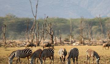 6-daagse Tanzania Wildlife Ontmoetingen