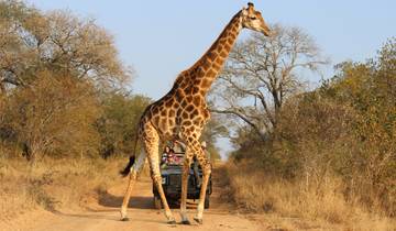 8 days: Best of Zambia, Botswana (Chobe) and Zimbabwe (Zambezi) Wildlife Safari Tour Tour