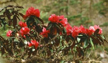 Jaljale Trek Kanchenjunga Area