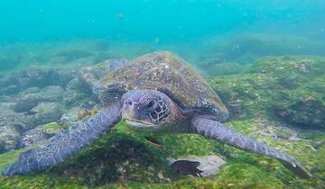 De grote vijf van de Galapagos: Het beste van Galapagos dieren & eilanden in 9 dagen