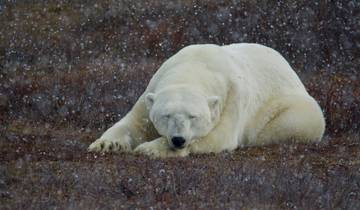 Classic Churchill Polar Bear Adventure
