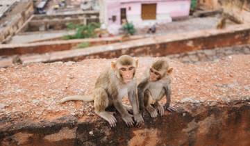 Private 16 Day Golden Triangle with Royal Rajasthan tour by car From New Delhi