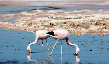 Atacama Abenteuerreise (4 Tage, 3 Nächte) Rundreise