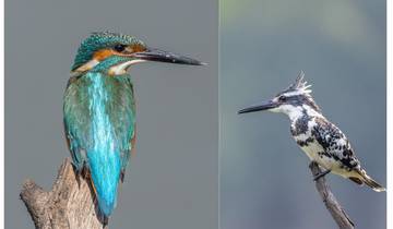 Circuito Tour de 5 días por el Triángulo de Oro con observación de aves - Delhi Agra Jaipur Bharatpur Tour