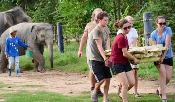Elephant Conservation Volunteer in Thailand Tour