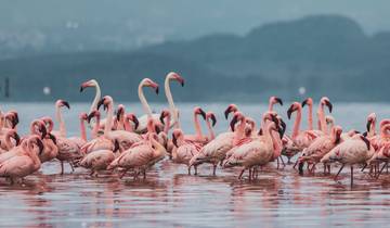 4 jours de safari au Kenya au lac Nakuru et auMaasai Mara circuit